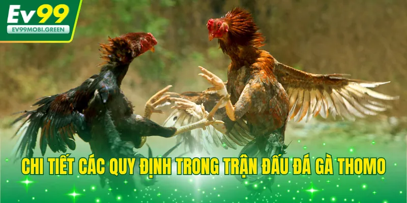 Chi tiết các quy định trong trận đấu đá gà Thomo